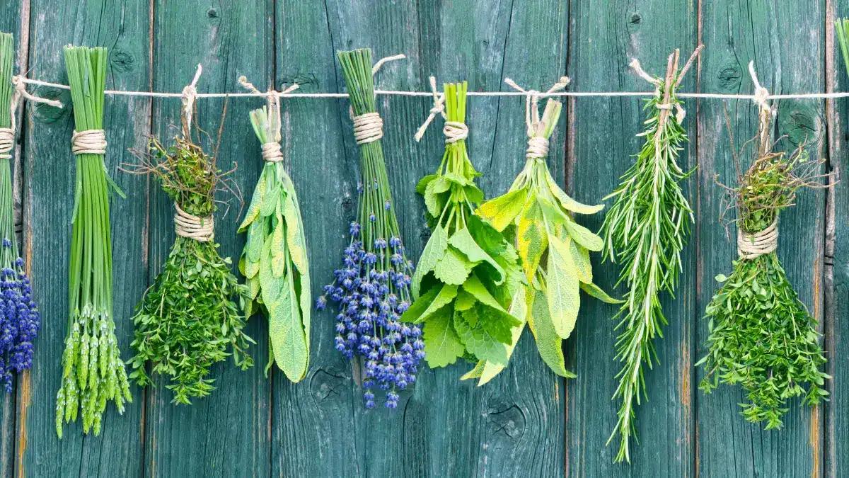herbs